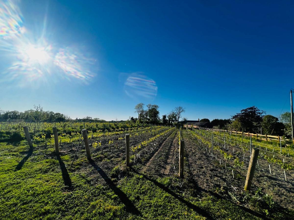 Producer Profile: Fairy Trees Winery